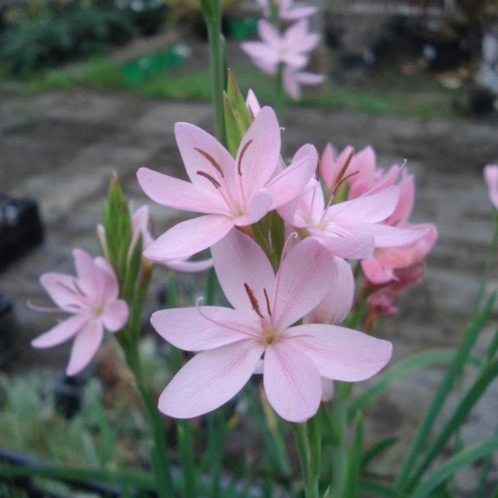 Schizostylis coccinea Mrs Hegarty - Lirio de río