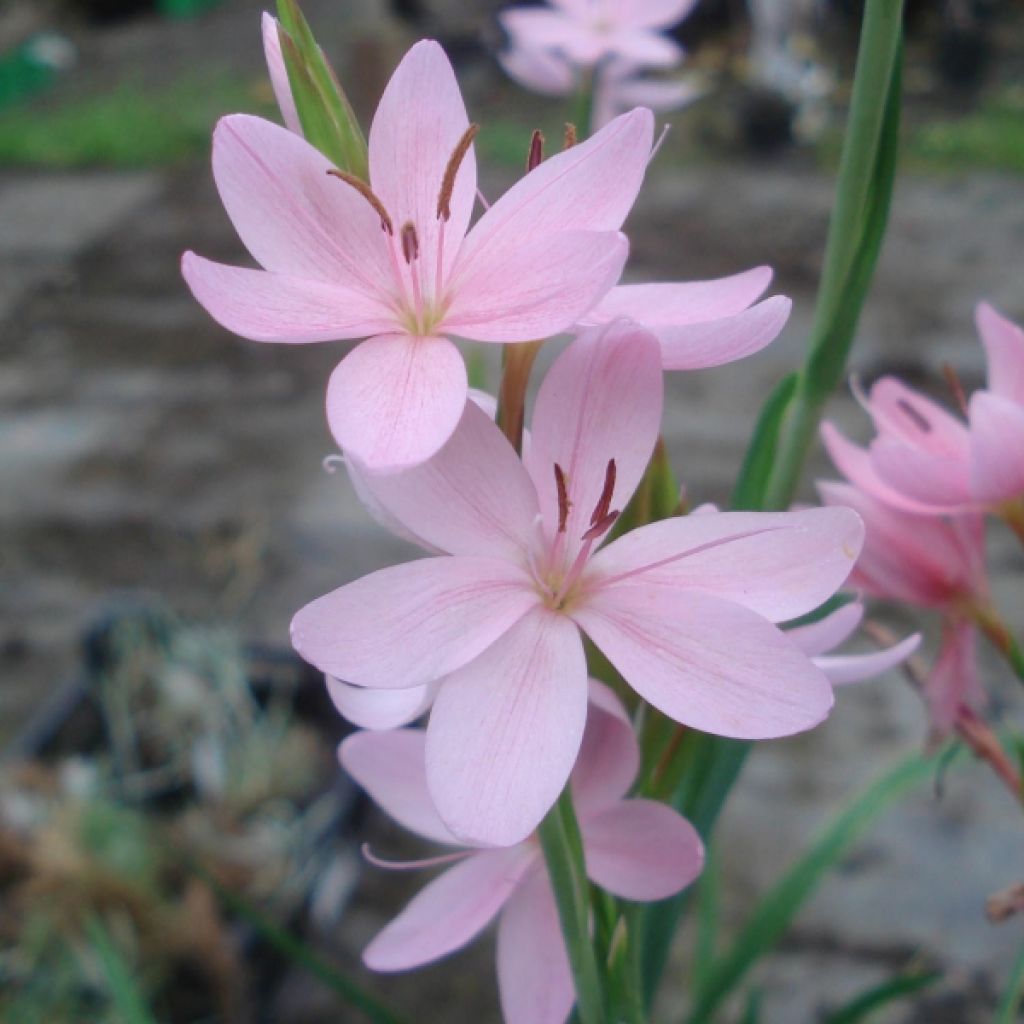 Schizostylis coccinea Mrs Hegarty - Lirio de río