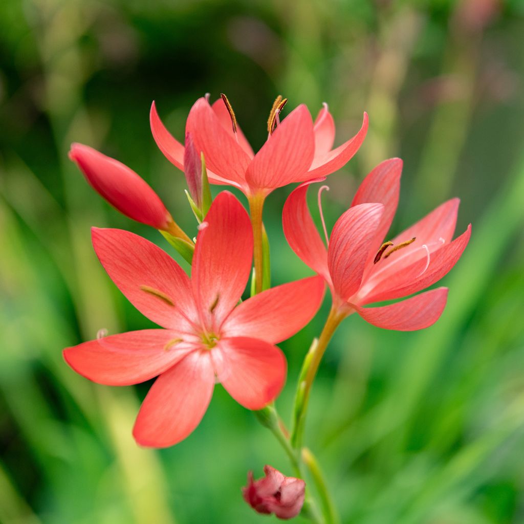 Schizostylis coccinea - Lirio de río