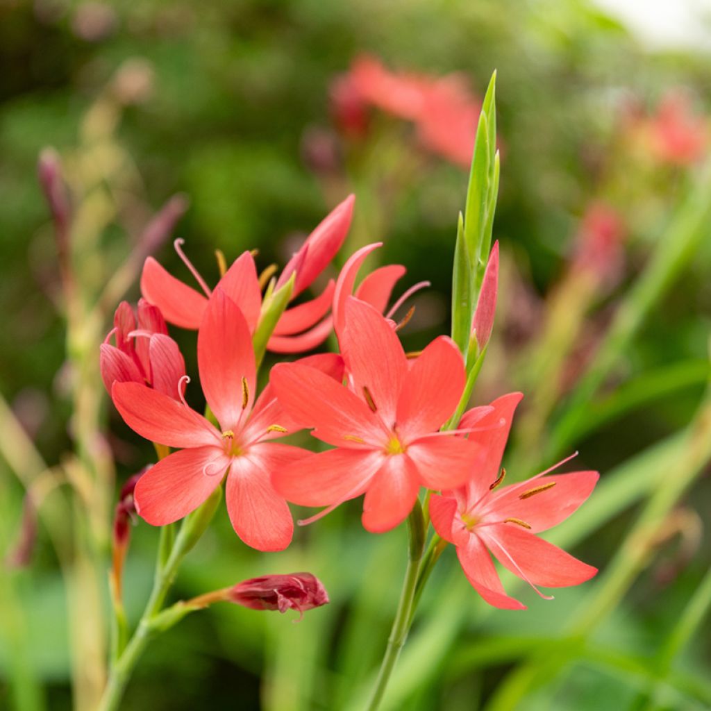 Schizostylis coccinea - Lirio de río