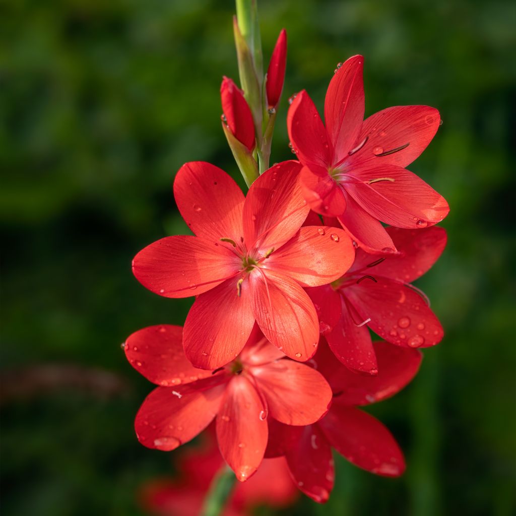 Schizostylis coccinea Major - Lirio de río