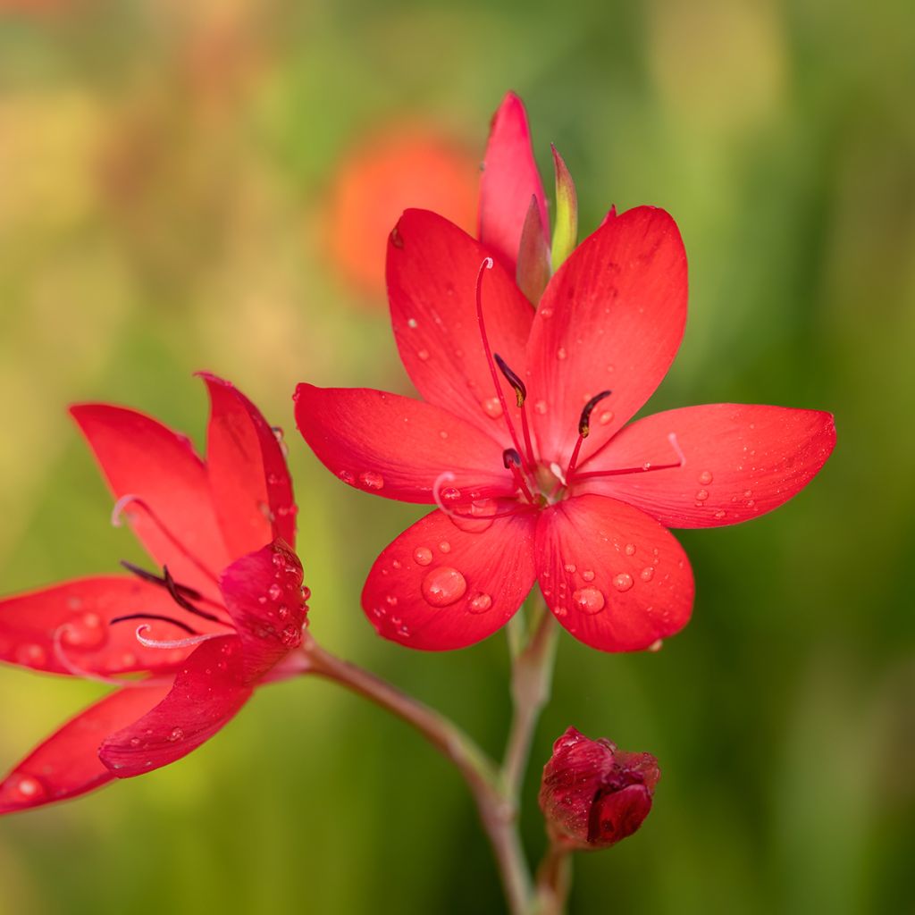 Schizostylis coccinea Major - Lirio de río