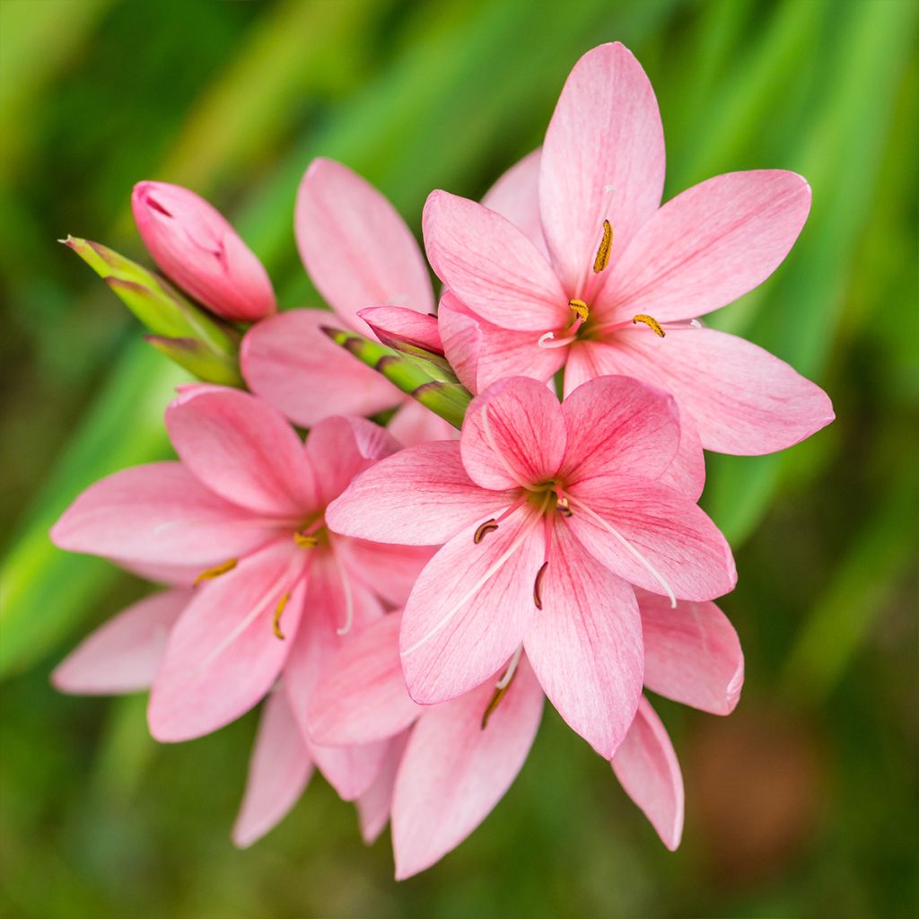 Schizostylis coccinea Rosea - Lirio de río