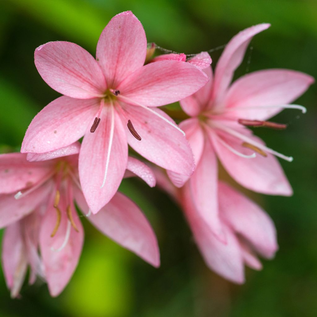 Schizostylis coccinea Rosea - Lirio de río