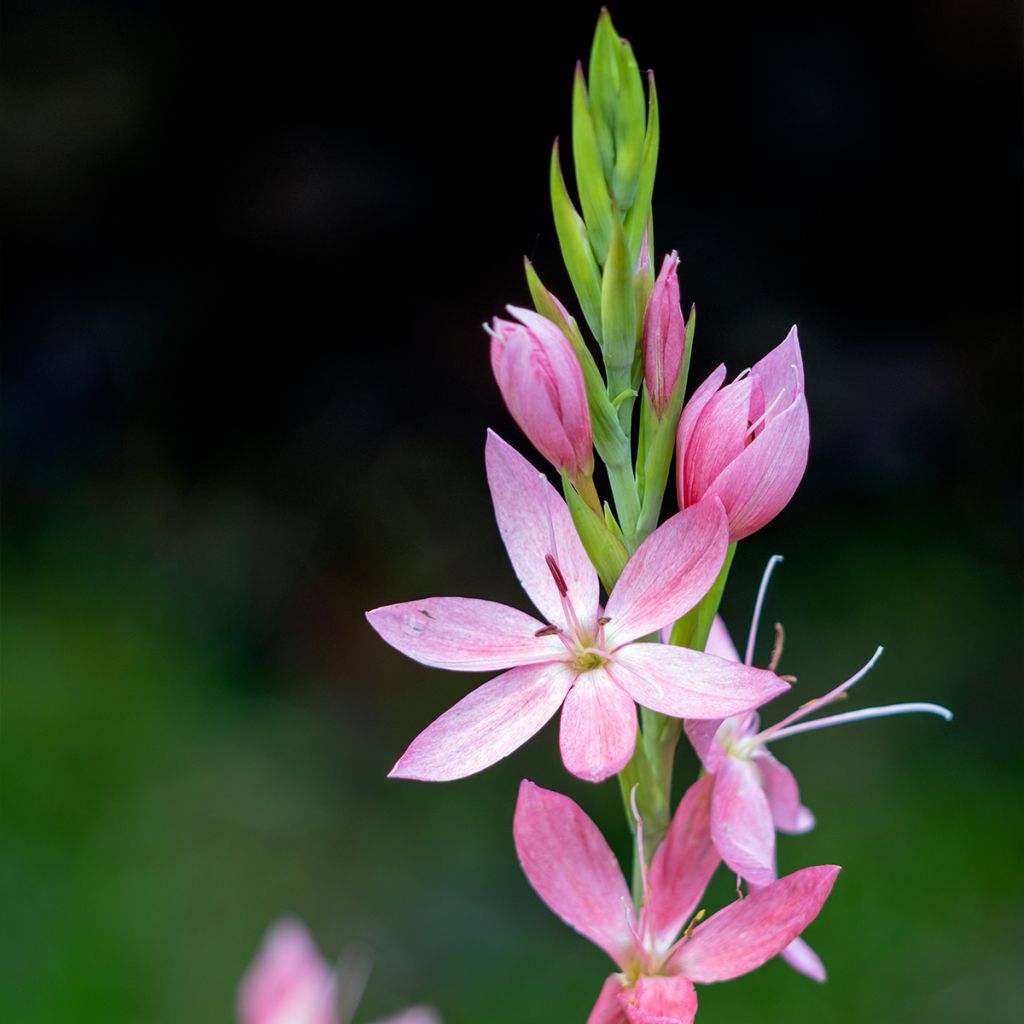 Schizostylis coccinea Rosea - Lirio de río