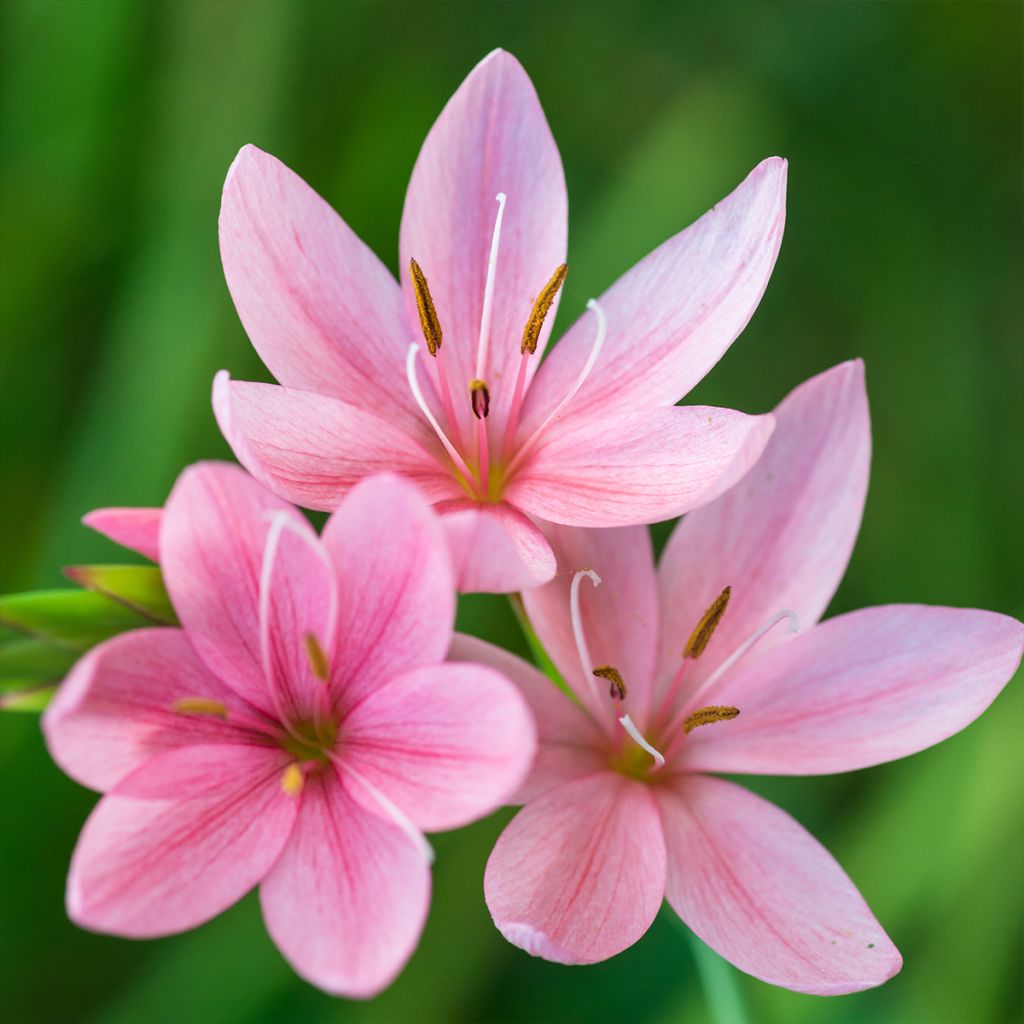 Schizostylis coccinea Rosea - Lirio de río