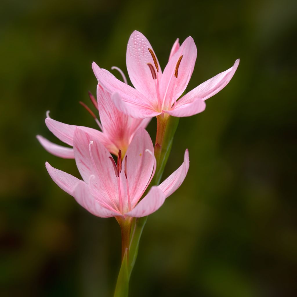 Schizostylis coccinea Rosea - Lirio de río