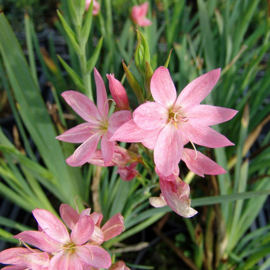 Schizostylis coccinea Rosea - Lirio de río