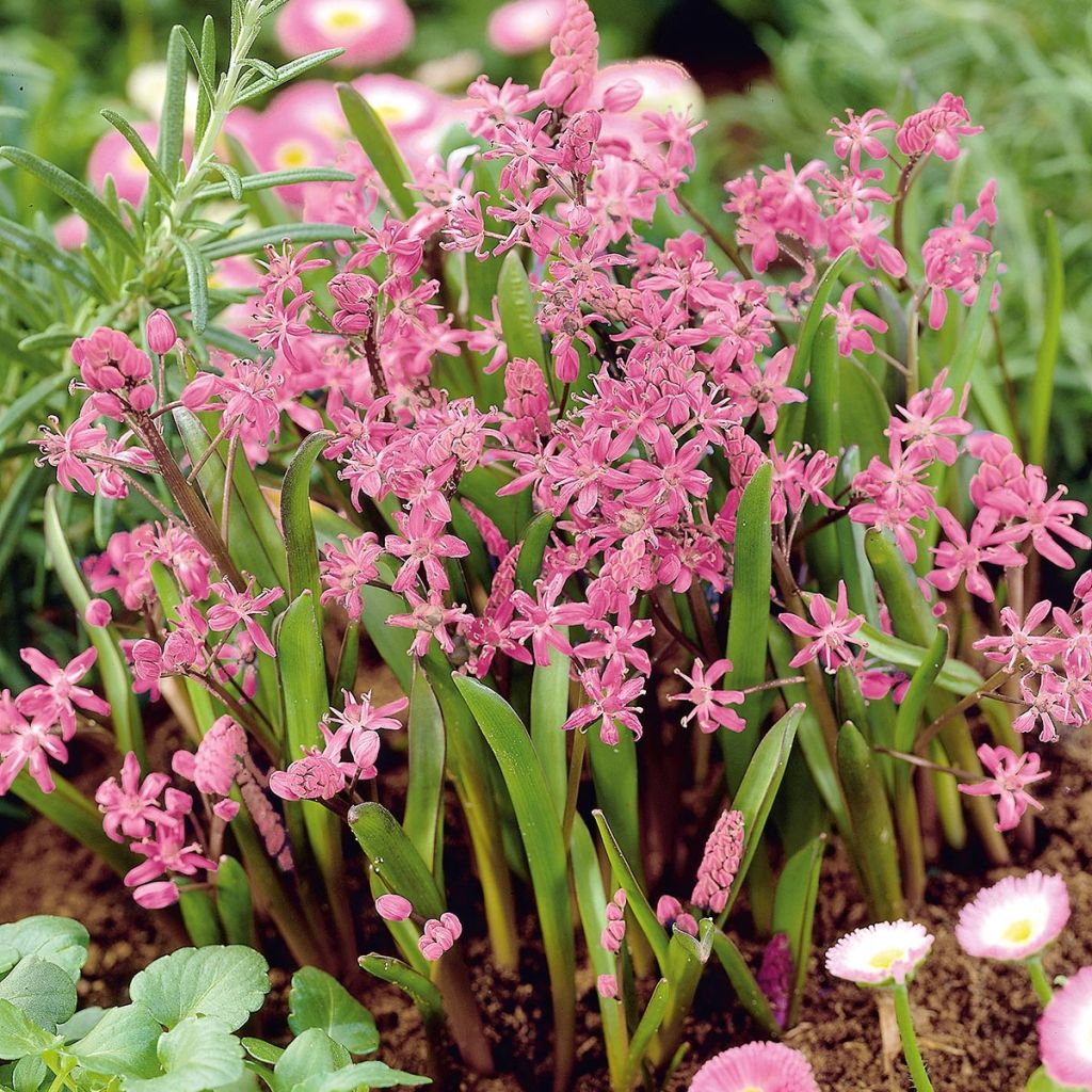 Scilla bifolia Rosea - Scille à deux feuilles