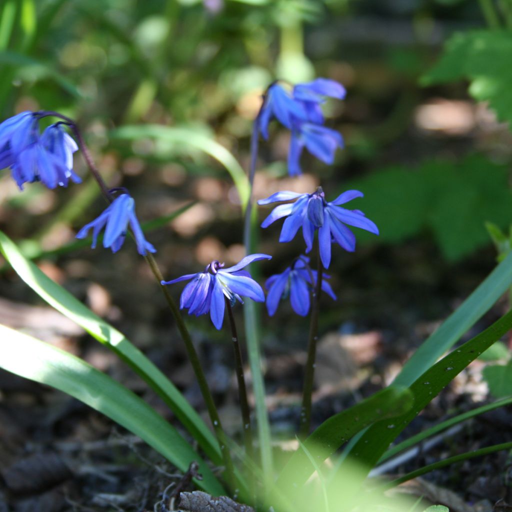 Scilla siberica - Escila siberiana