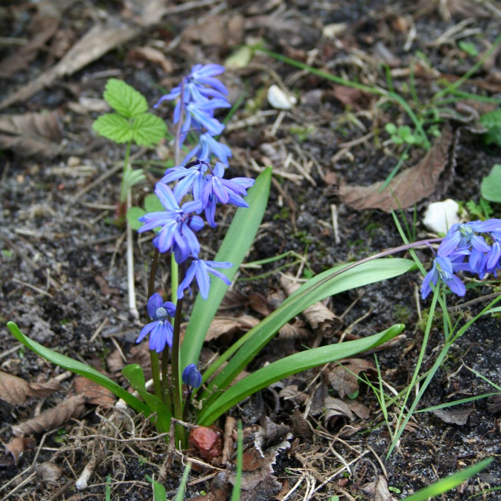 Scilla siberica - Escila siberiana