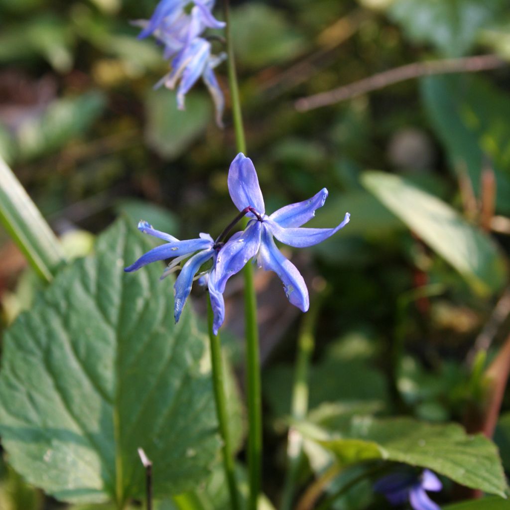 Scilla siberica - Escila siberiana