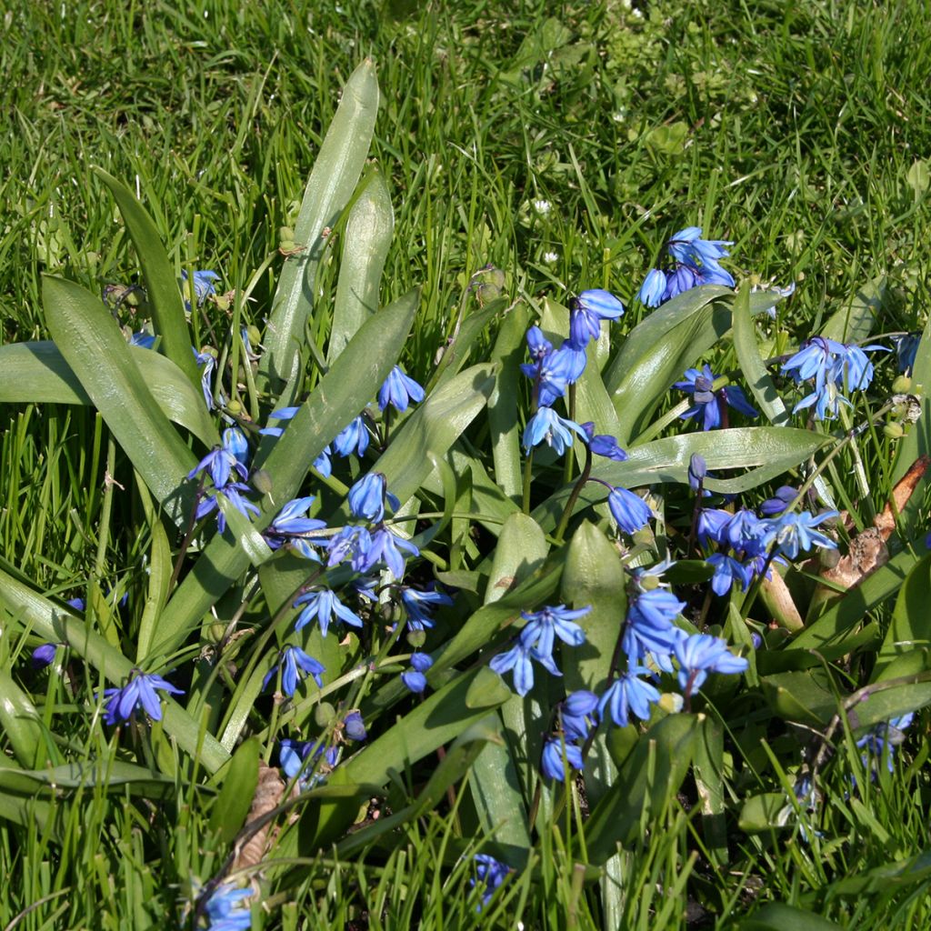 Scilla siberica - Escila siberiana