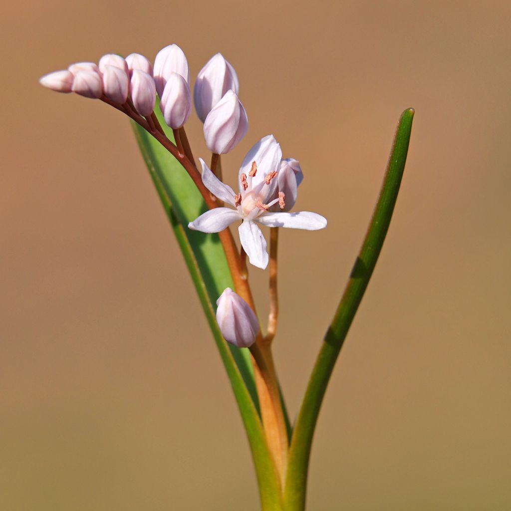 Scilla bifolia Rosea - Escila