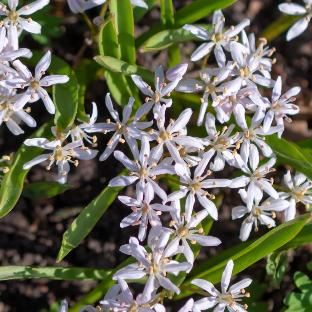 Scilla bifolia Rosea - Escila