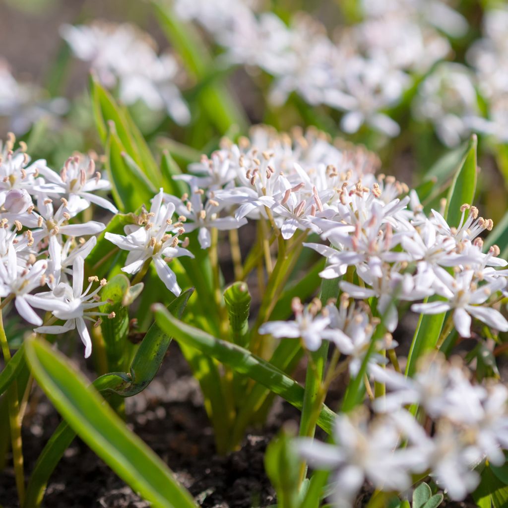 Scilla bifolia Rosea - Escila