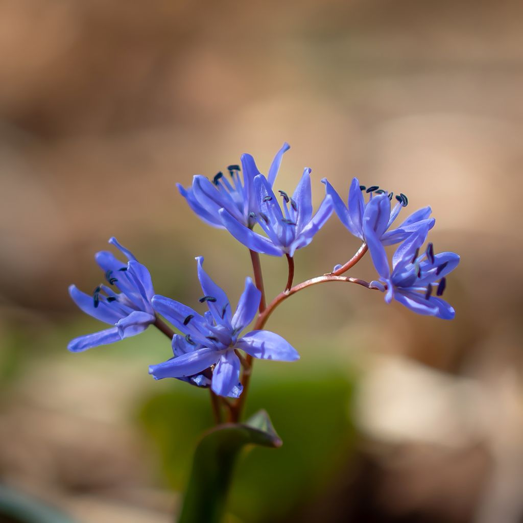 Scilla bifolia - Escila