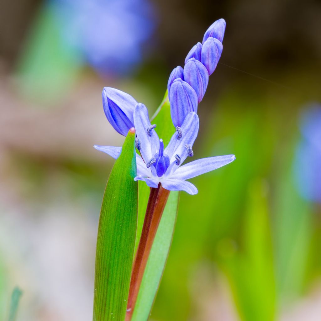 Scilla bifolia - Escila