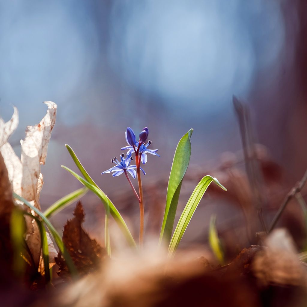 Scilla bifolia - Escila