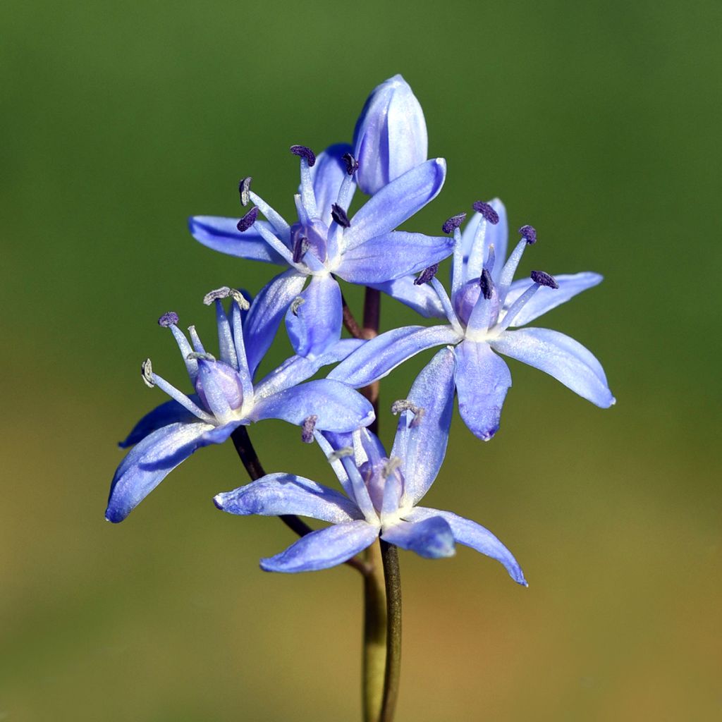 Scilla bifolia - Escila