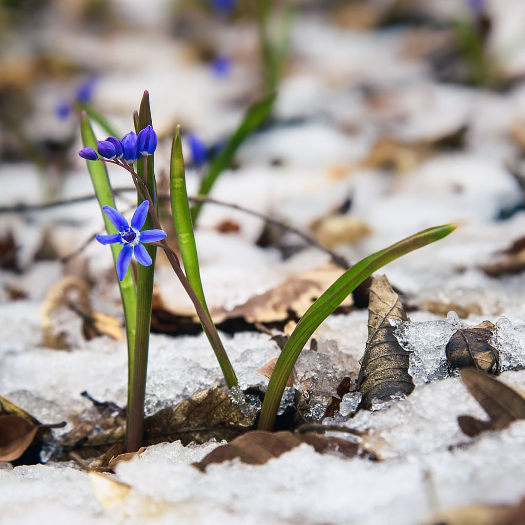 Scilla bifolia - Escila