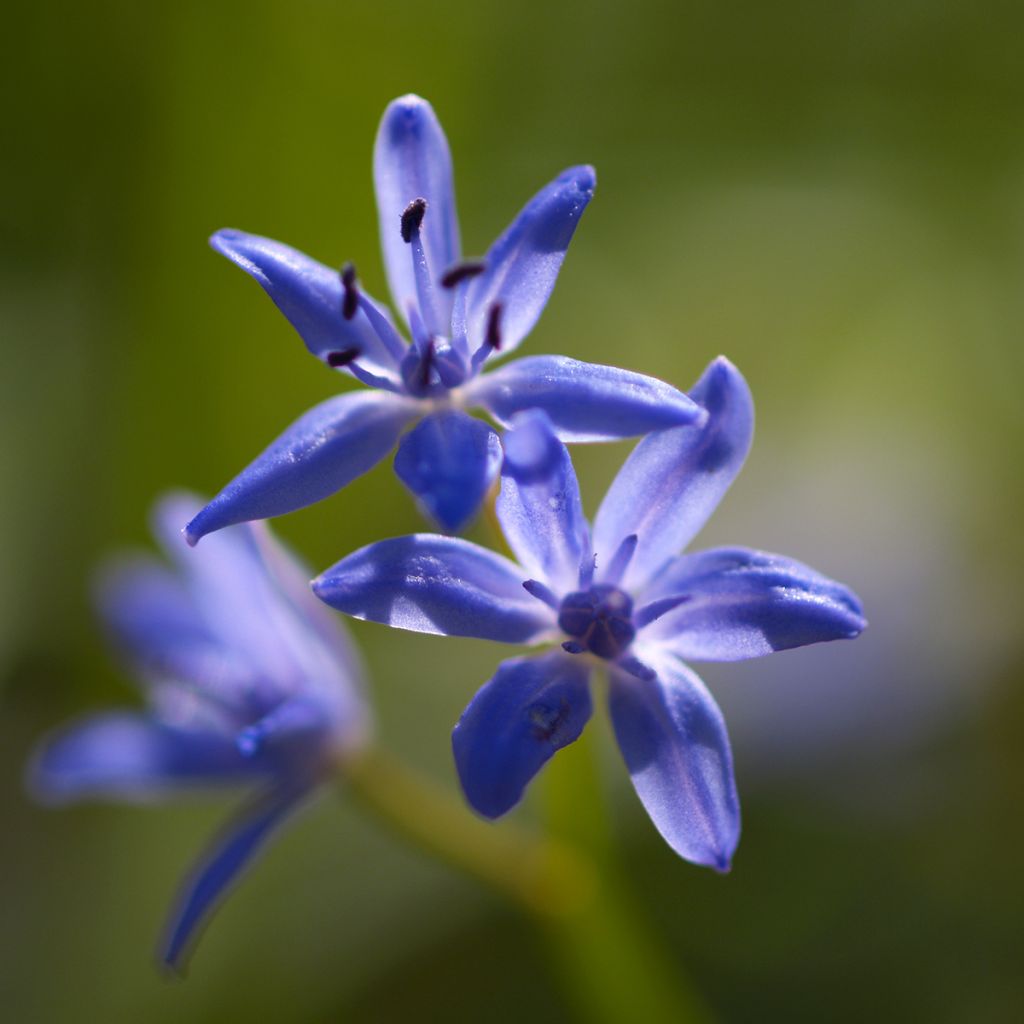 Scilla bifolia - Escila