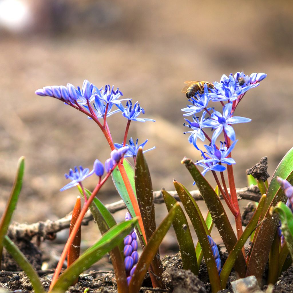 Scilla bifolia - Escila