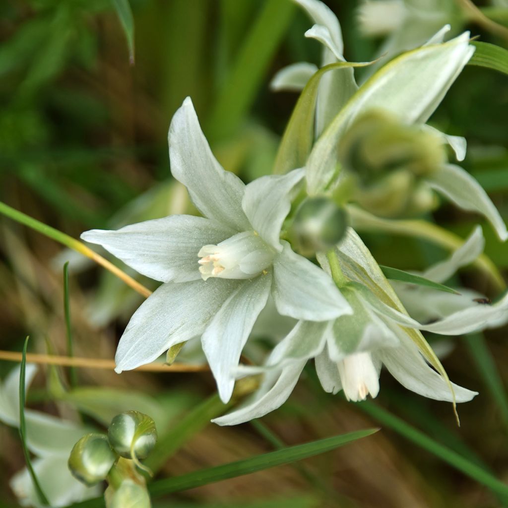 Scilla siberica Alba - Escila siberiana