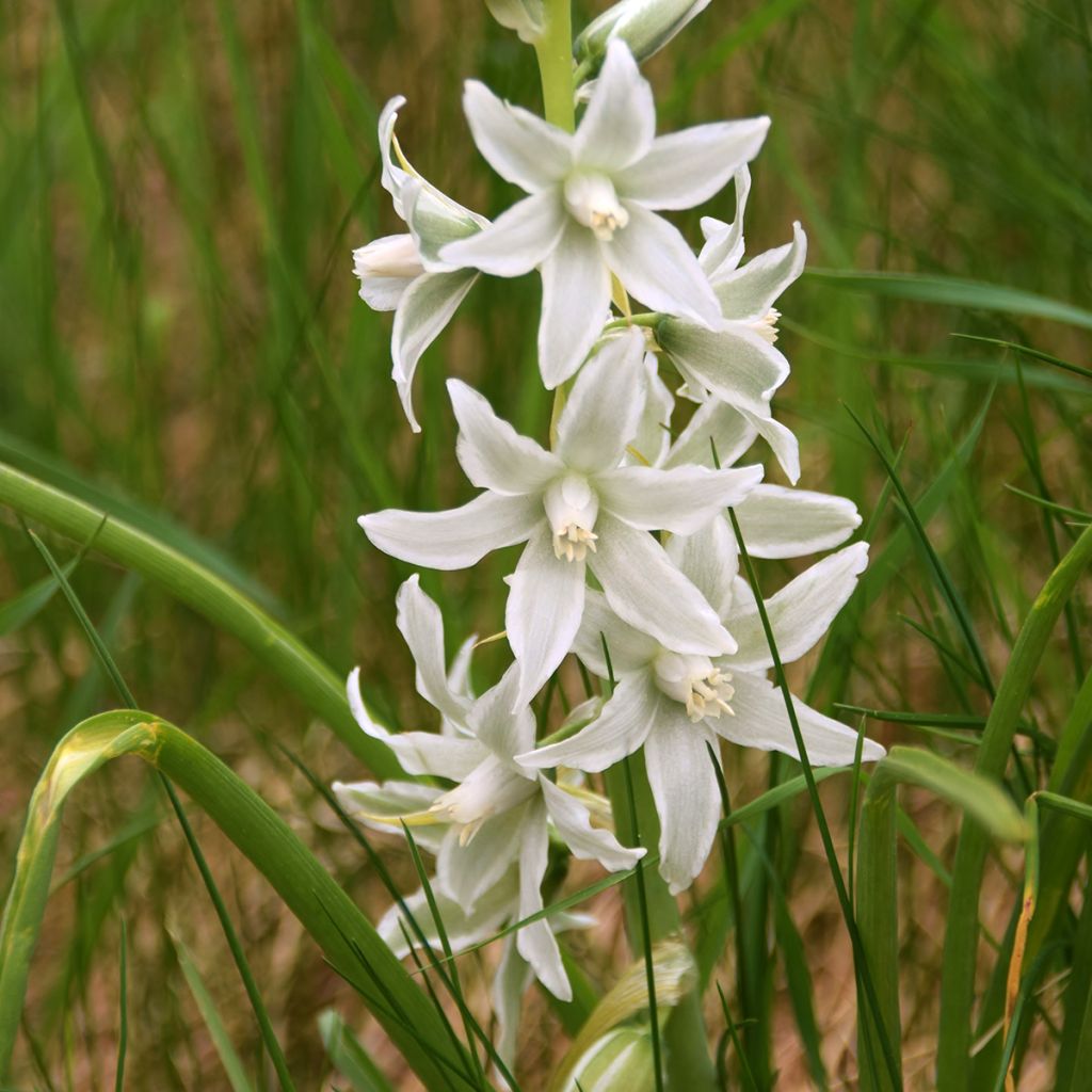 Scilla siberica Alba - Escila siberiana