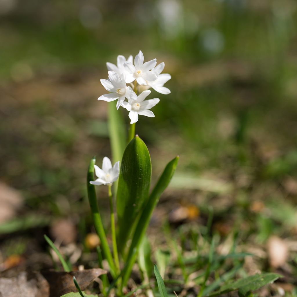 Scilla siberica Alba - Escila siberiana