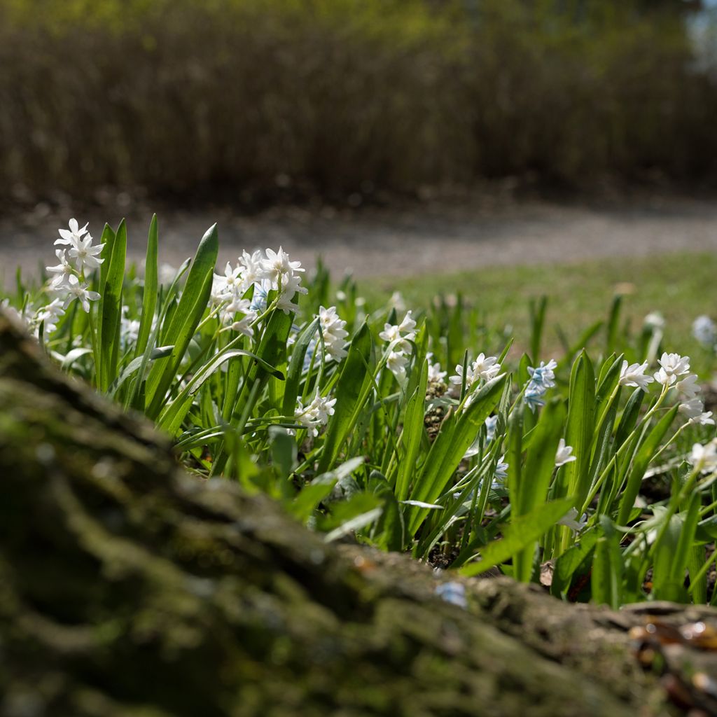 Scilla siberica Alba - Escila siberiana