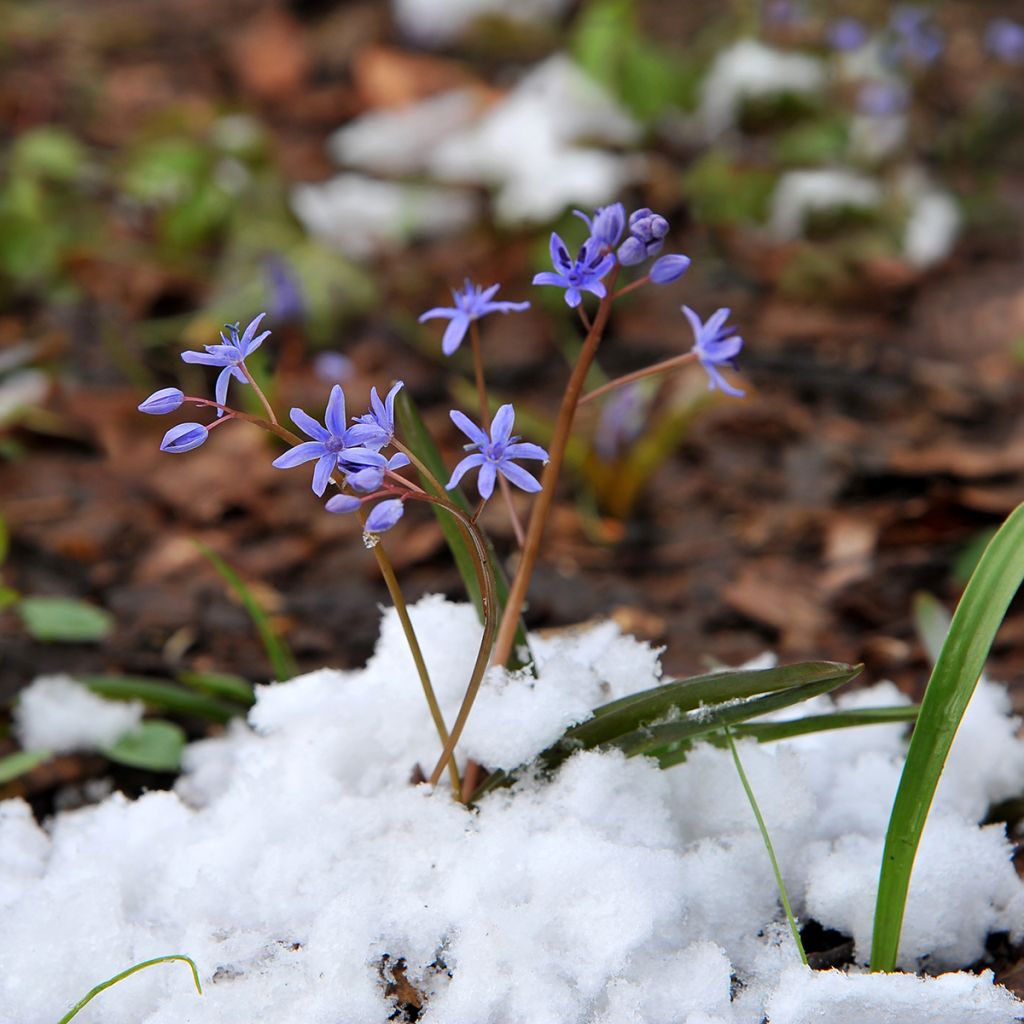 Scilla siberica Spring Beauty - Escila siberiana