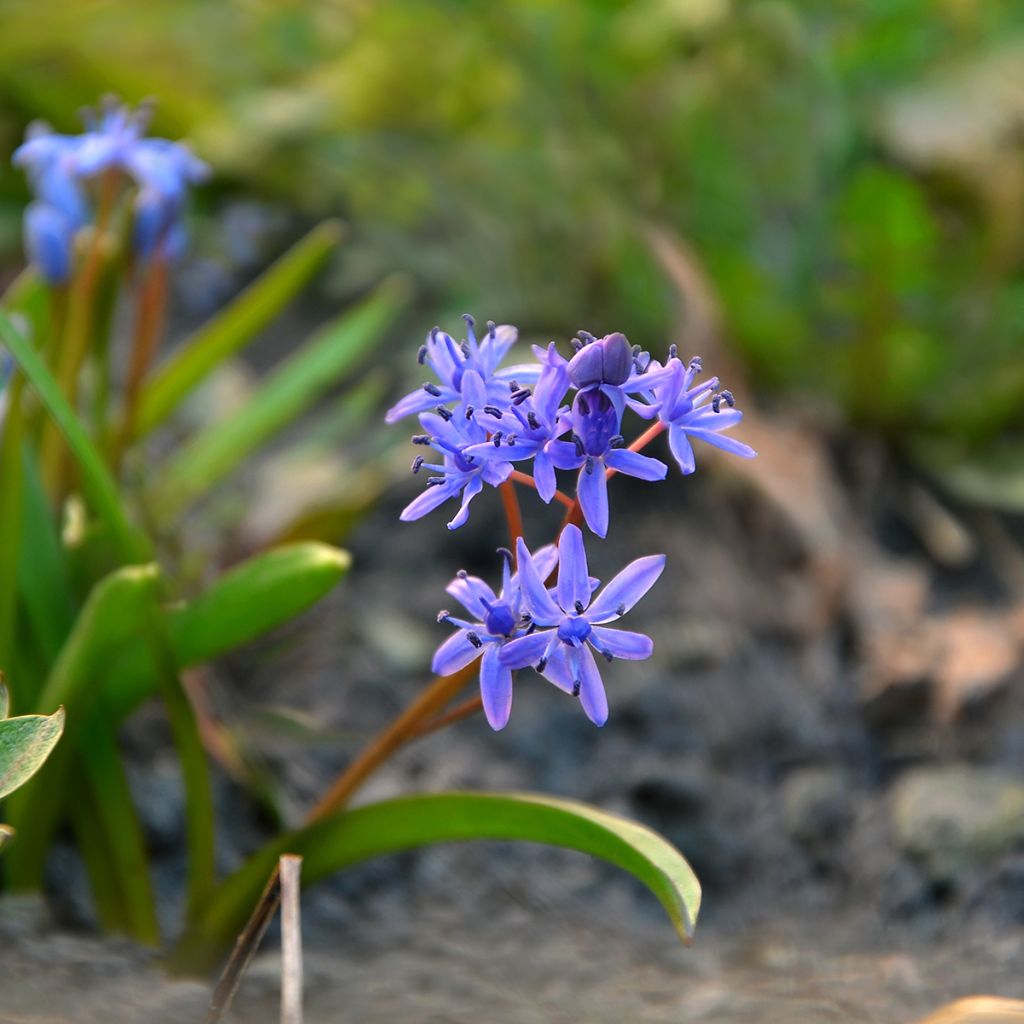 Scilla siberica Spring Beauty - Escila siberiana