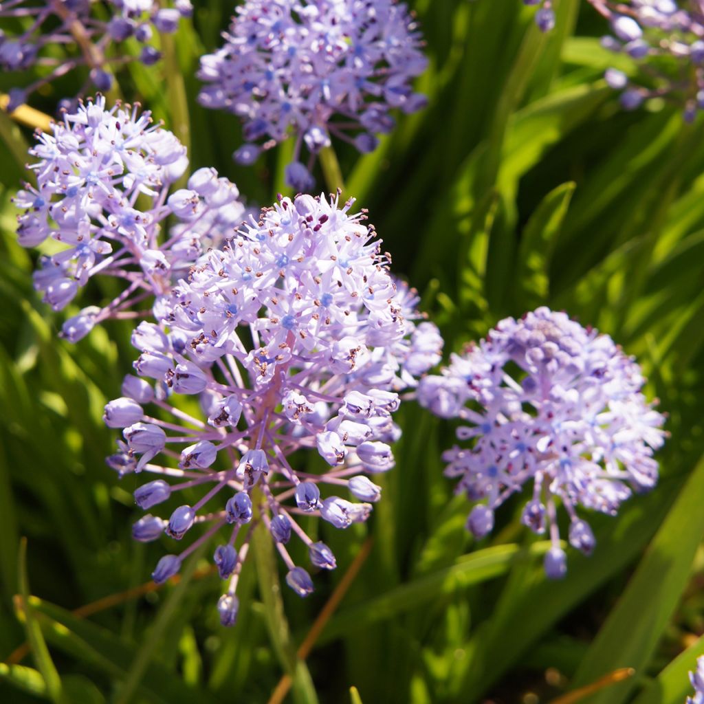 Scilla litardierei - Cebolleta de pradera amatista