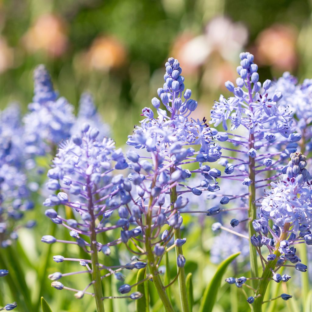 Scilla litardierei - Cebolleta de pradera amatista