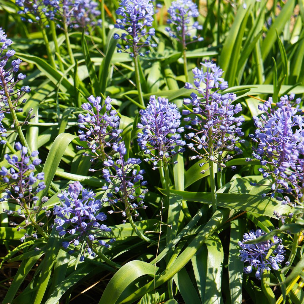 Scilla litardierei - Cebolleta de pradera amatista