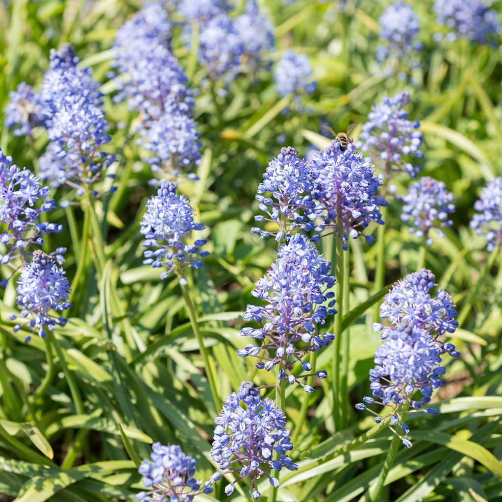 Scilla litardierei - Cebolleta de pradera amatista