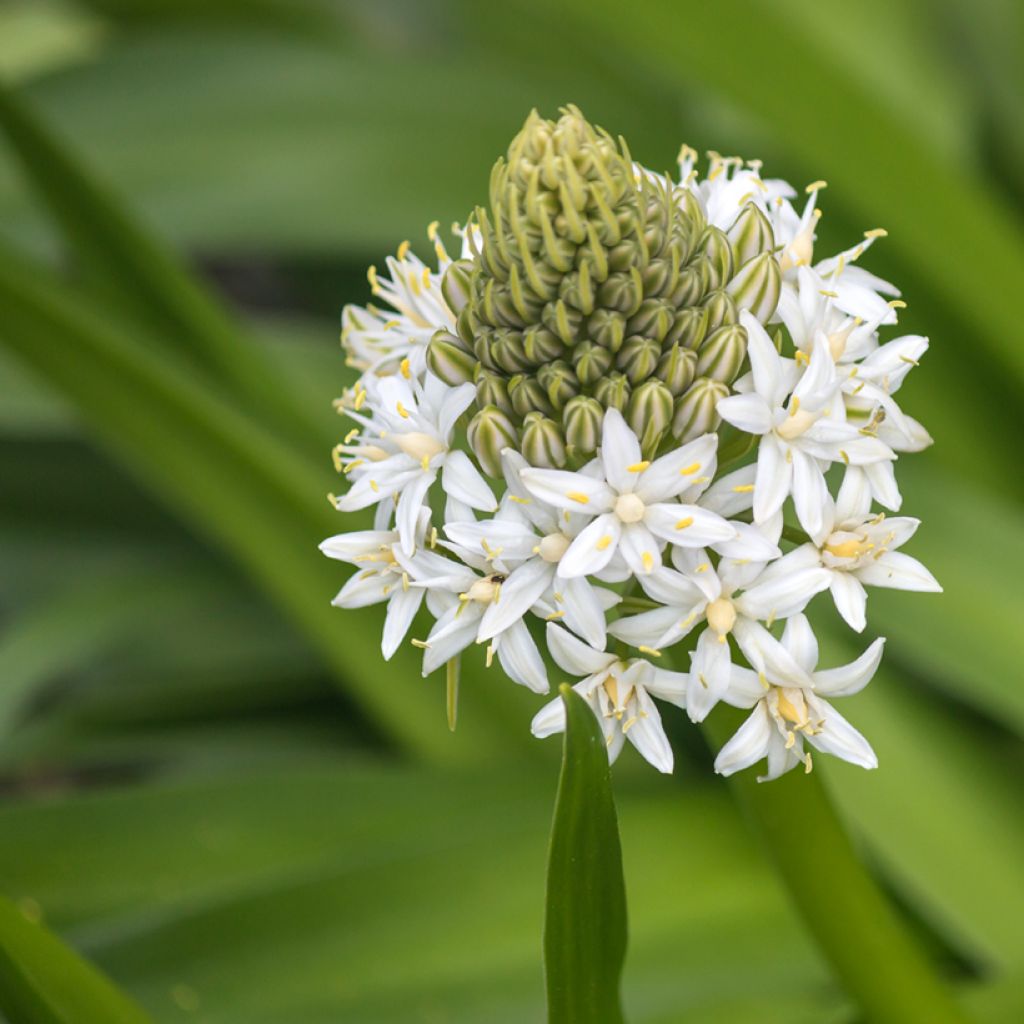 Scille du Pérou - Scilla peruviana White Moon