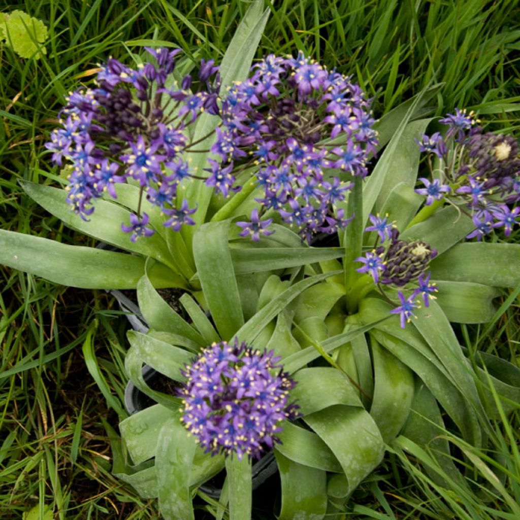 Scille du Pérou - Scilla peruviana