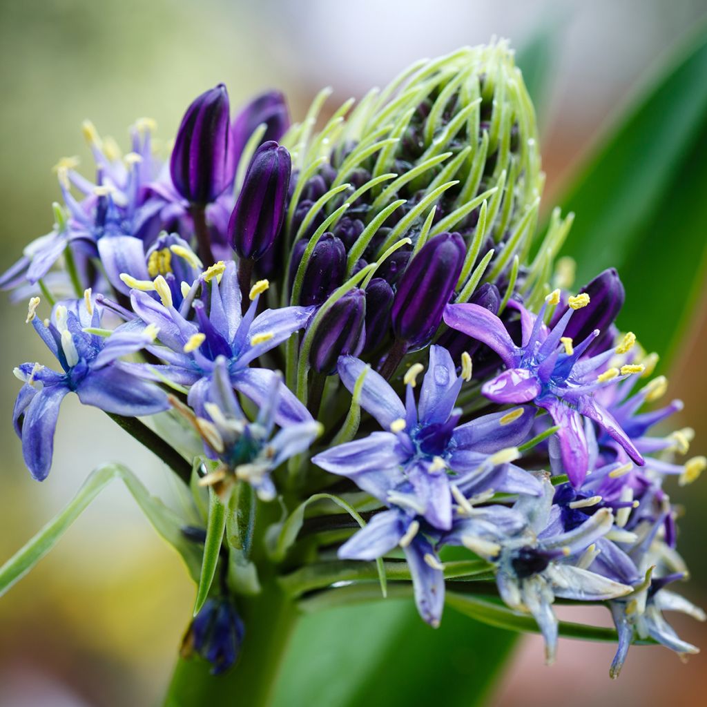 Scilla peruviana - Jacinto del Perú