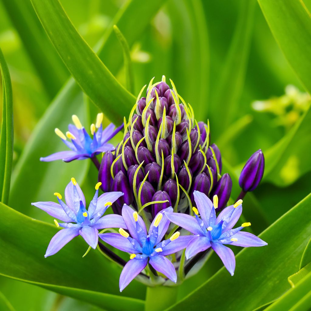 Scilla peruviana - Jacinto del Perú