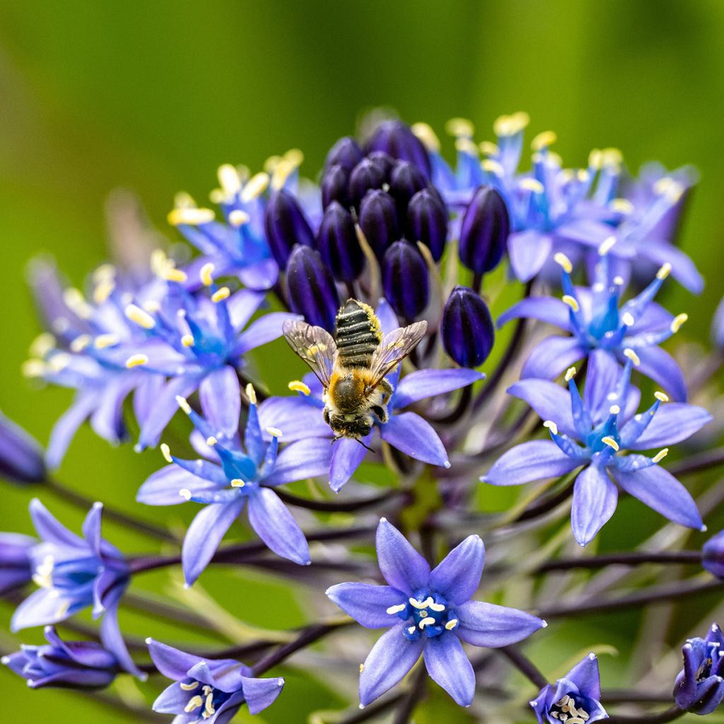 Scilla peruviana - Jacinto del Perú