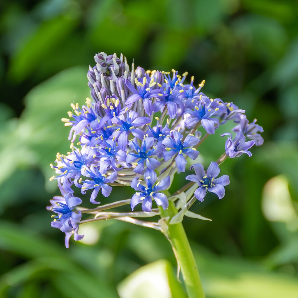 Scilla peruviana - Jacinto del Perú