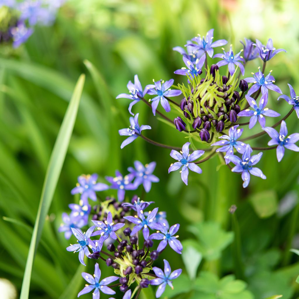 Scilla peruviana - Jacinto del Perú