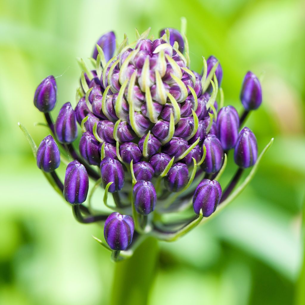 Scilla peruviana - Jacinto del Perú