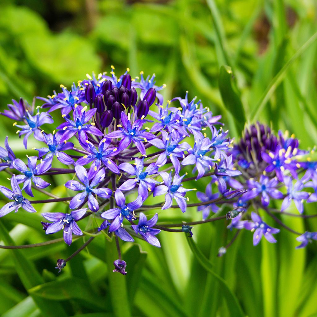 Scilla peruviana - Jacinto del Perú