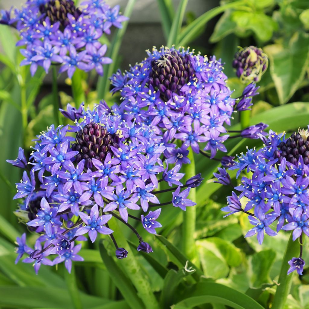 Scilla peruviana - Jacinto del Perú