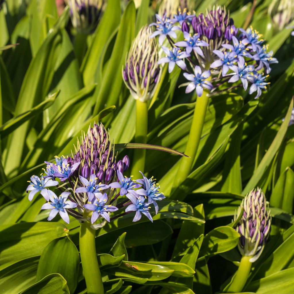 Scilla peruviana - Jacinto del Perú