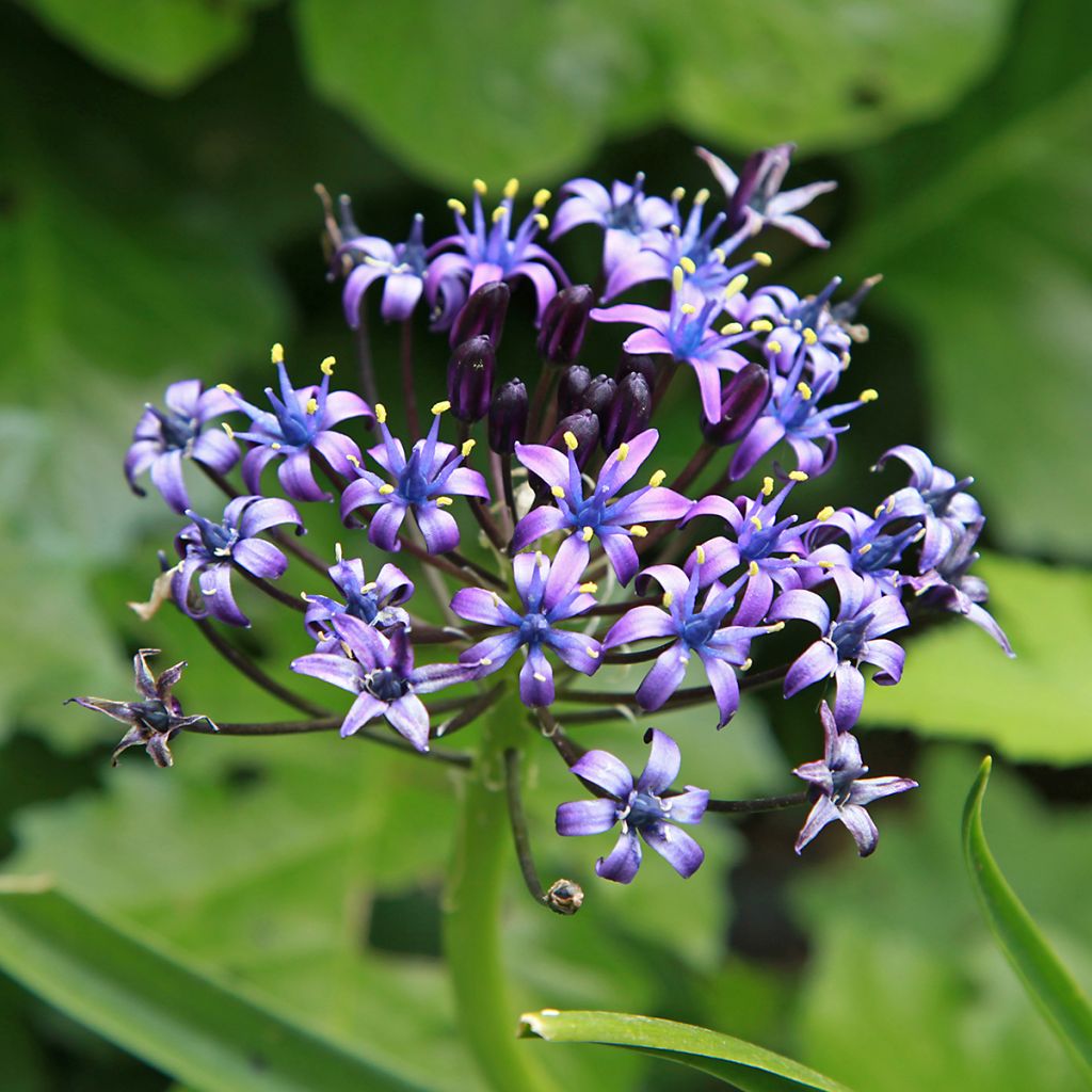 Scilla peruviana - Jacinto del Perú