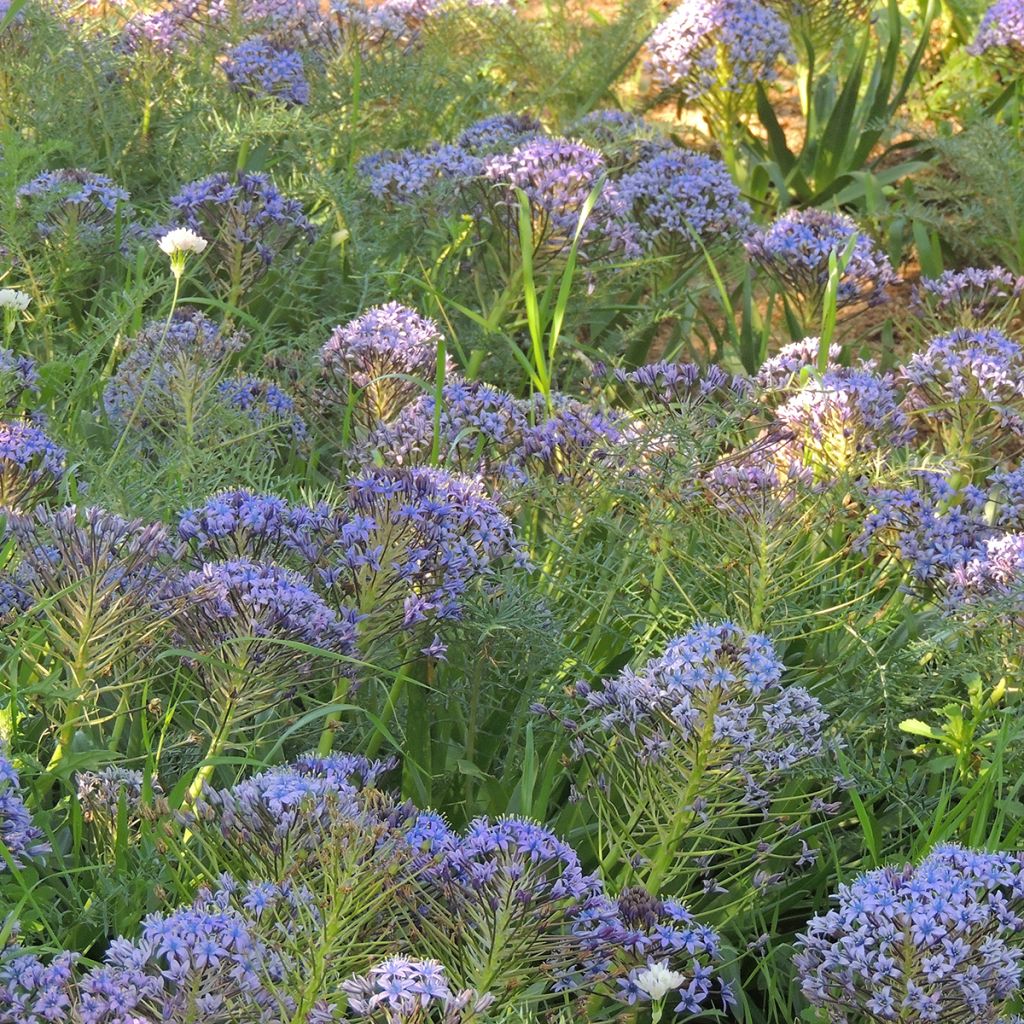 Scilla peruviana - Jacinto del Perú